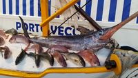 Multimedia-Segelvortrag-Mittelmeer-Sizilien-Lampedusa-frische-Fische